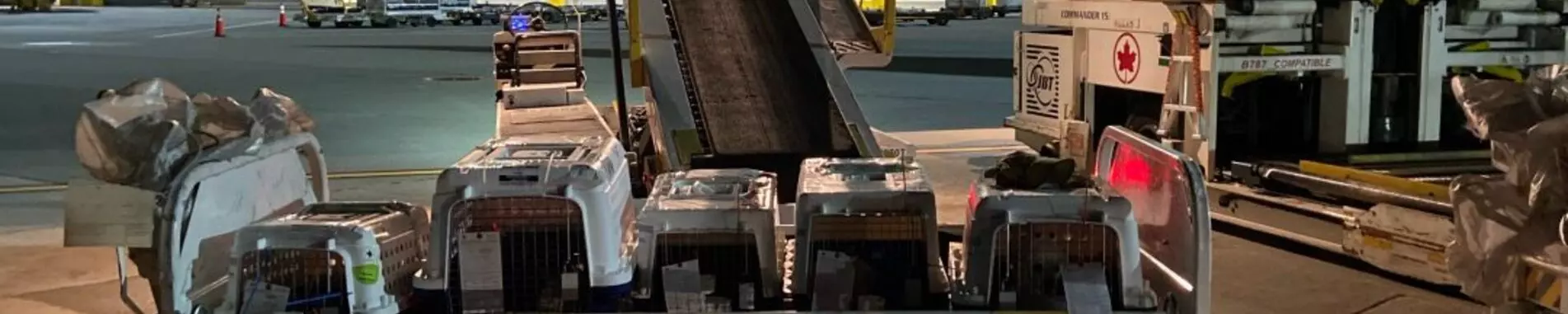 ممنوعیت حمل حیوان خانگی به/از فرودگاه کلن